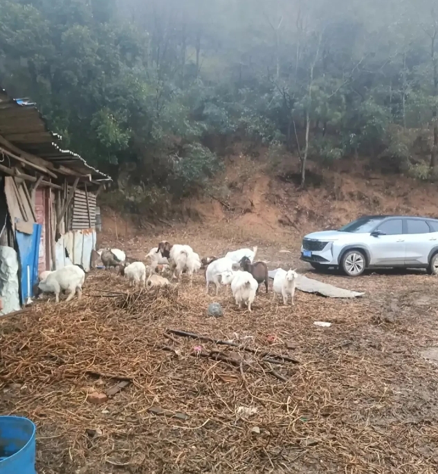 广东湛江，有这样一对中年夫妻在靠近公路边的空地上养羊，由于夫妻俩资金有限，所以就