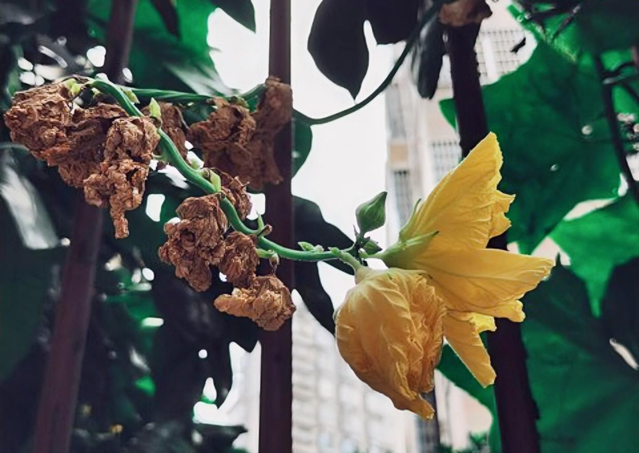 入伏第一天
北京下了场大雨
如今大雨过后特别凉爽
睡了一个美美的午觉
全是说入伏
