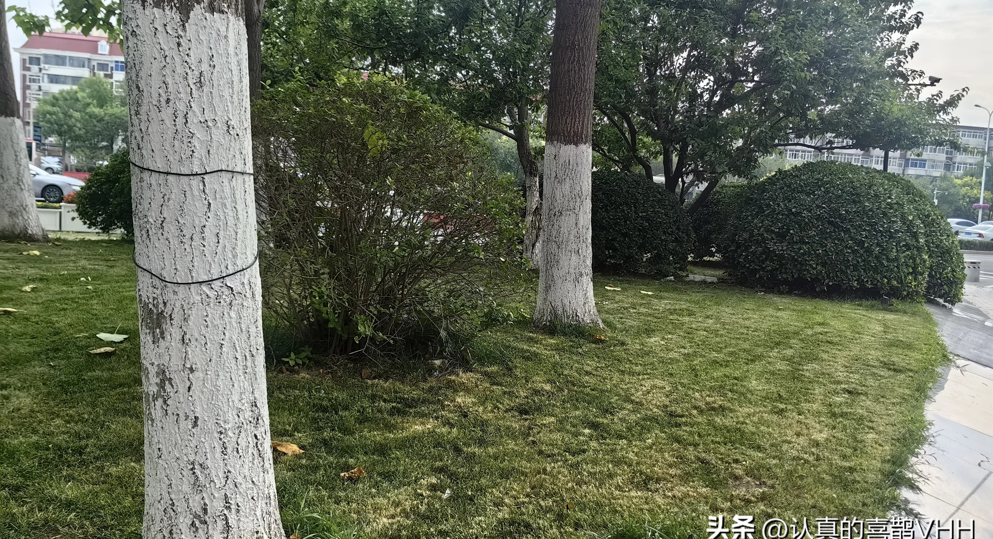 上合国家参会了 军演有他们吗











哎呦喂！这事儿可真让人好奇，