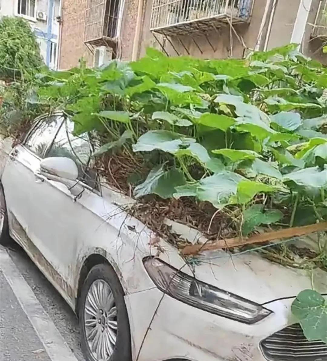 “一年两箱油”，
那图中这车，一年多少油？？