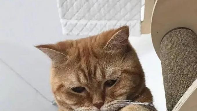 什么牌子的猫粮好？2025猫粮排行榜前十名产品推荐