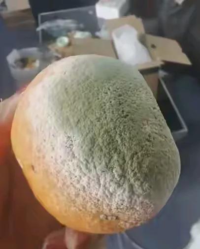 一位拾荒老人住在楼下，每日收入至少五百元，我感到诧异，得知他主要捡拾腐烂水果，顺