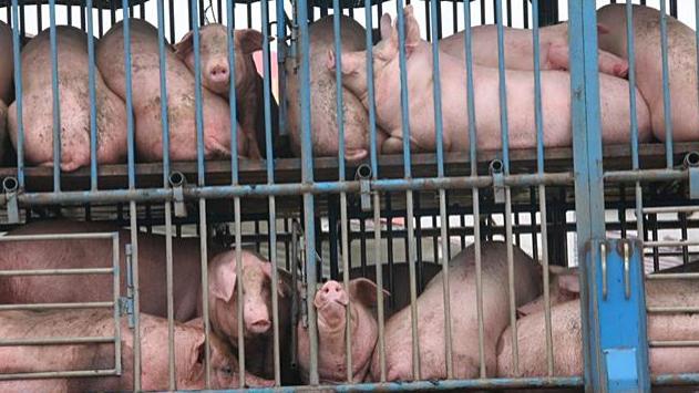 森澳达｜生猪调运大变革！浙江湖南新规落地，南北猪市迎洗牌