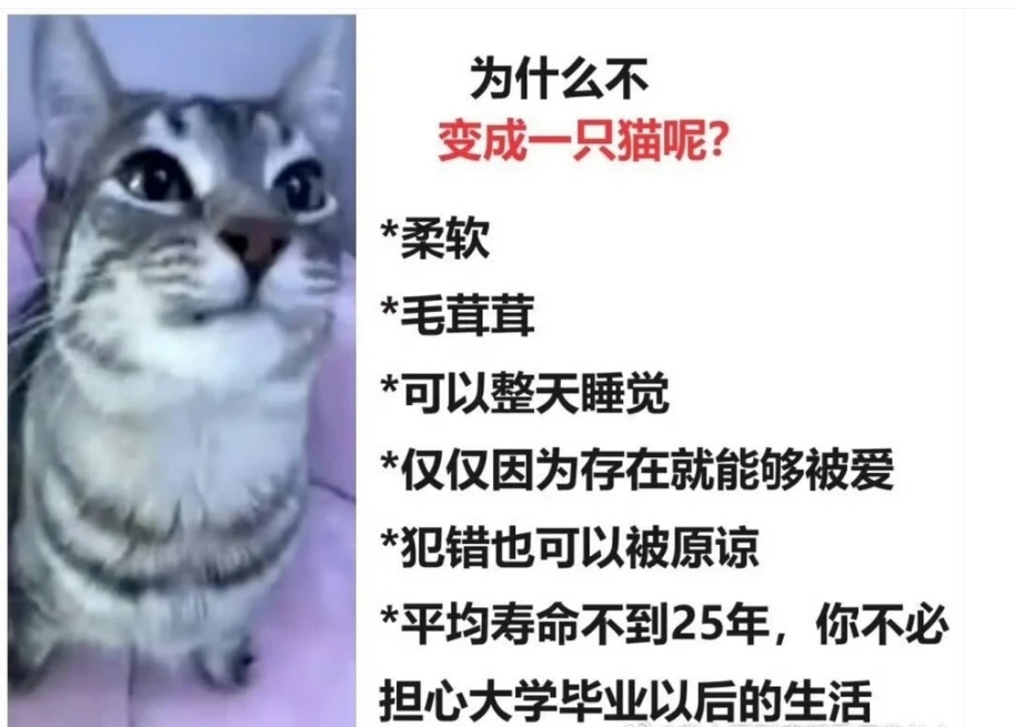 为什么不变成一只猫呢?