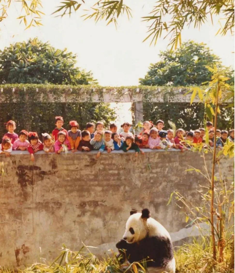 1978年，南宁动物园，一群孩子趴在护墙上，看熊猫吃竹子！天佑中华，赐我珍宝！