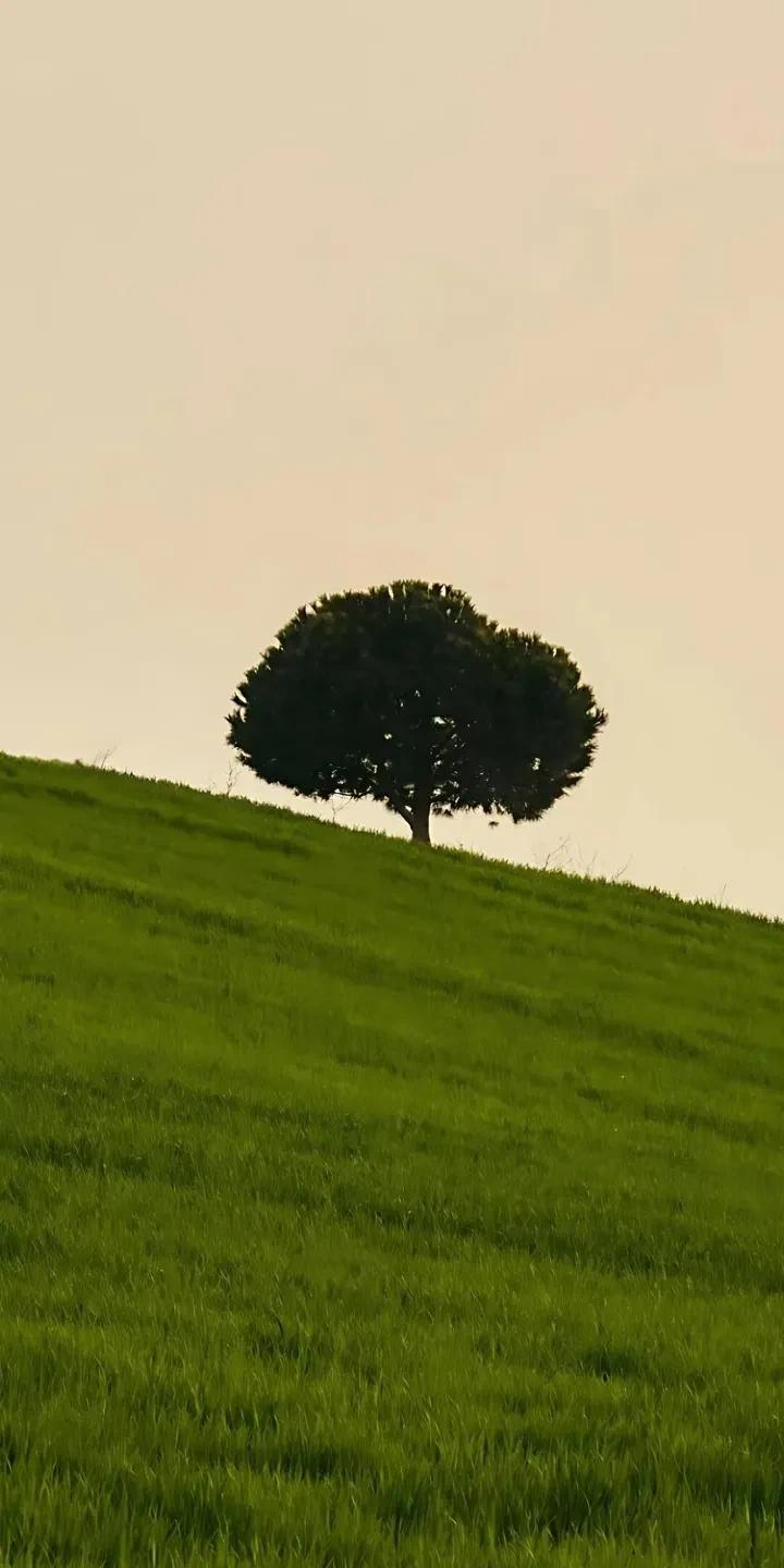 解决人生孤独，人们常以找个伴侣方式解决，通常的结果是现象上貌似家里有伴了不缺了，