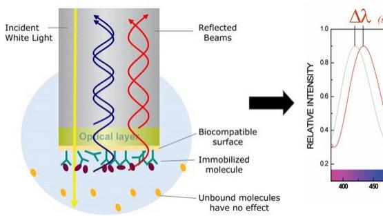 生物膜干涉（BLI）原理：无标记光学检测，解码分子互作的核心逻辑