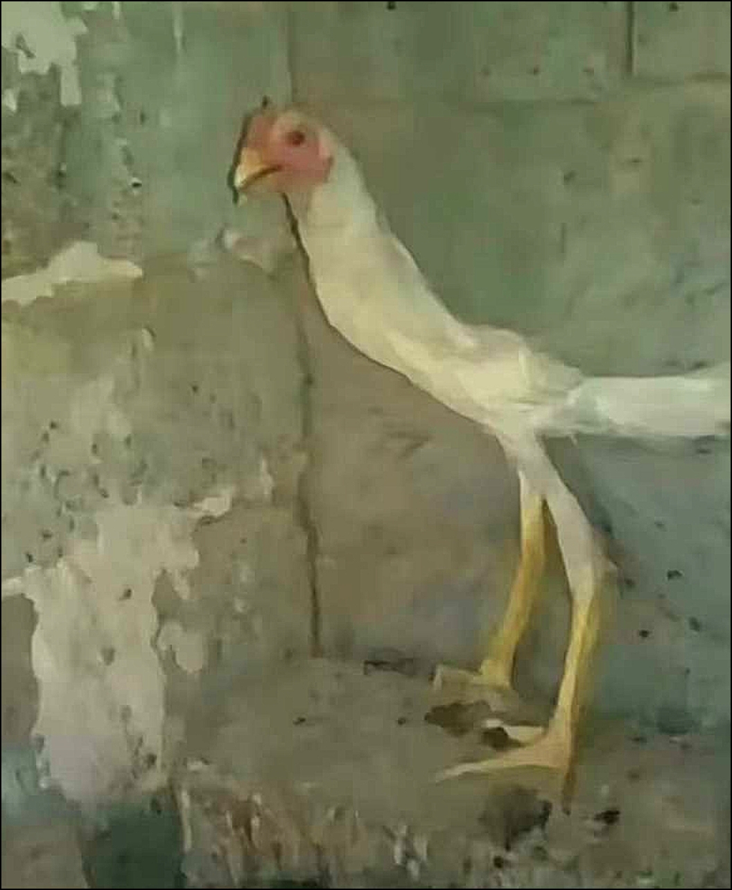 不知道大家有没有发现，最近比夏天冷了好多，就少给大家下点🥚
