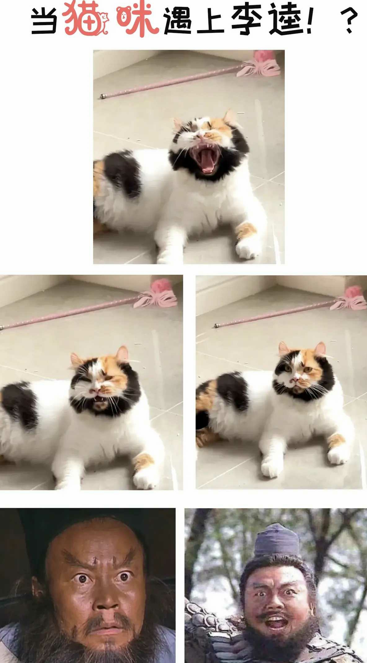 李逵投胎来的猫