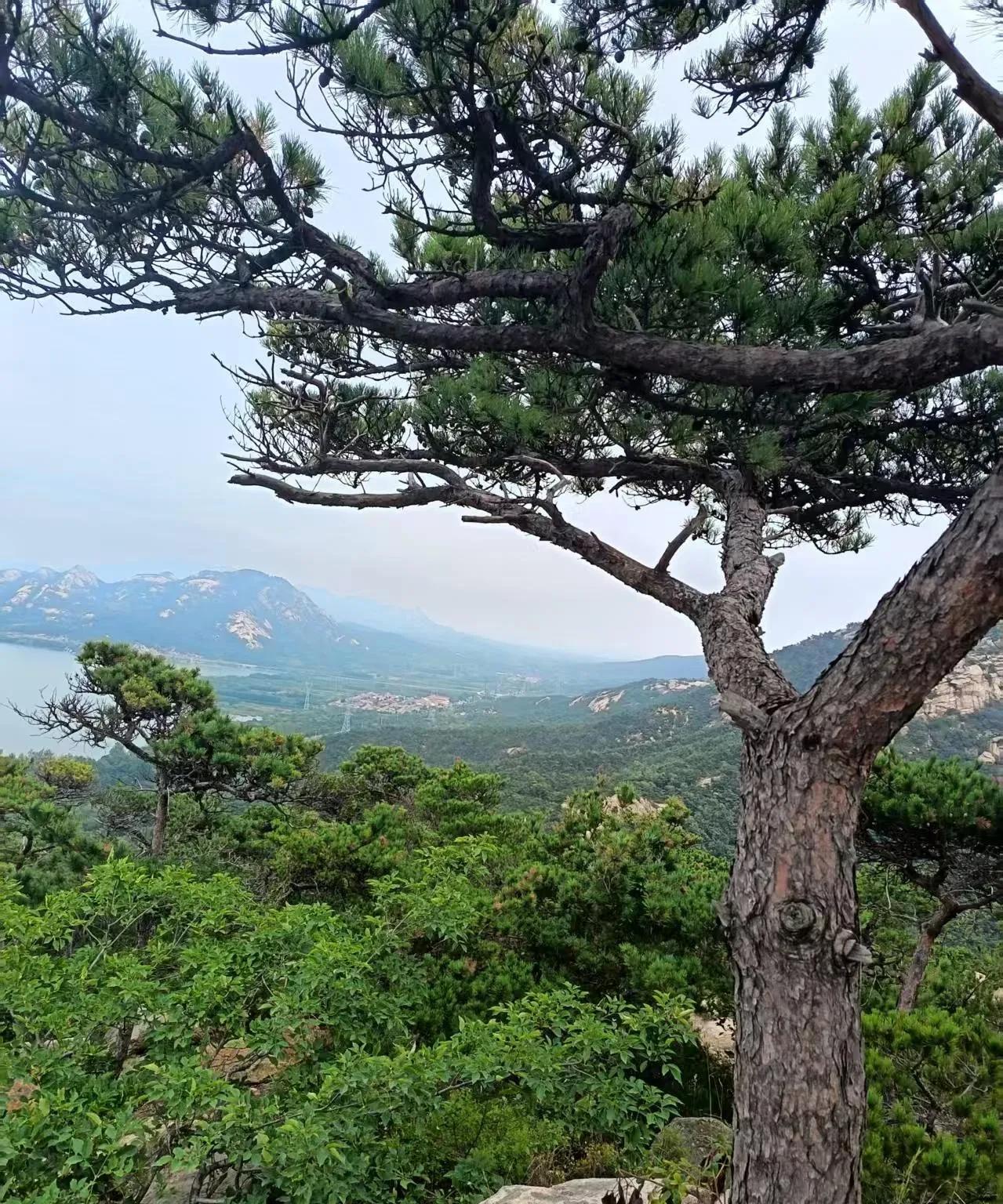 山东烟台的山寨版迎客松，别说这地方还挺美，有山有水。
免费的景区，山不高，半个多
