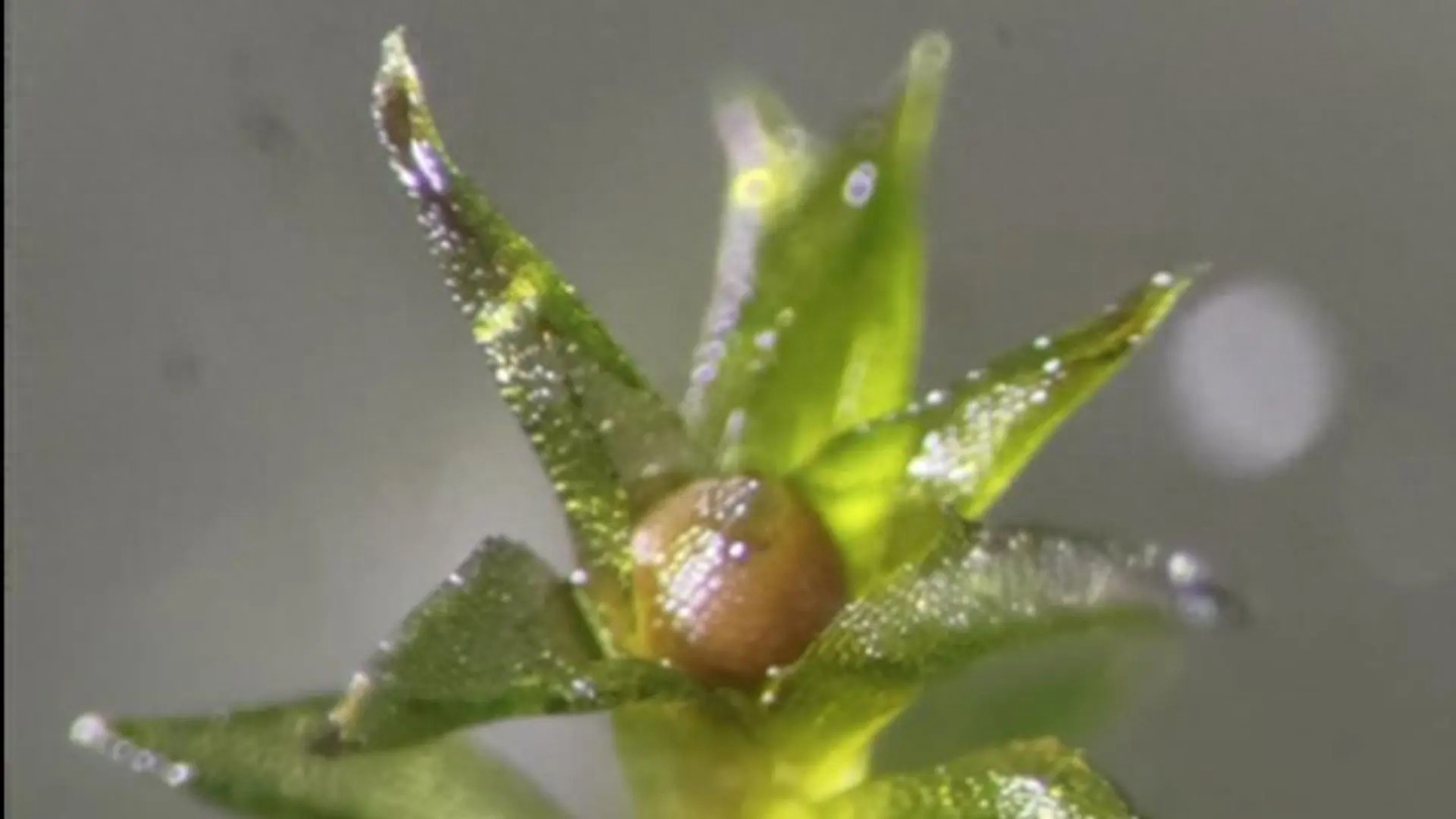 苔藓在国际空间站外存活9个月返回地球，仍具繁殖能力