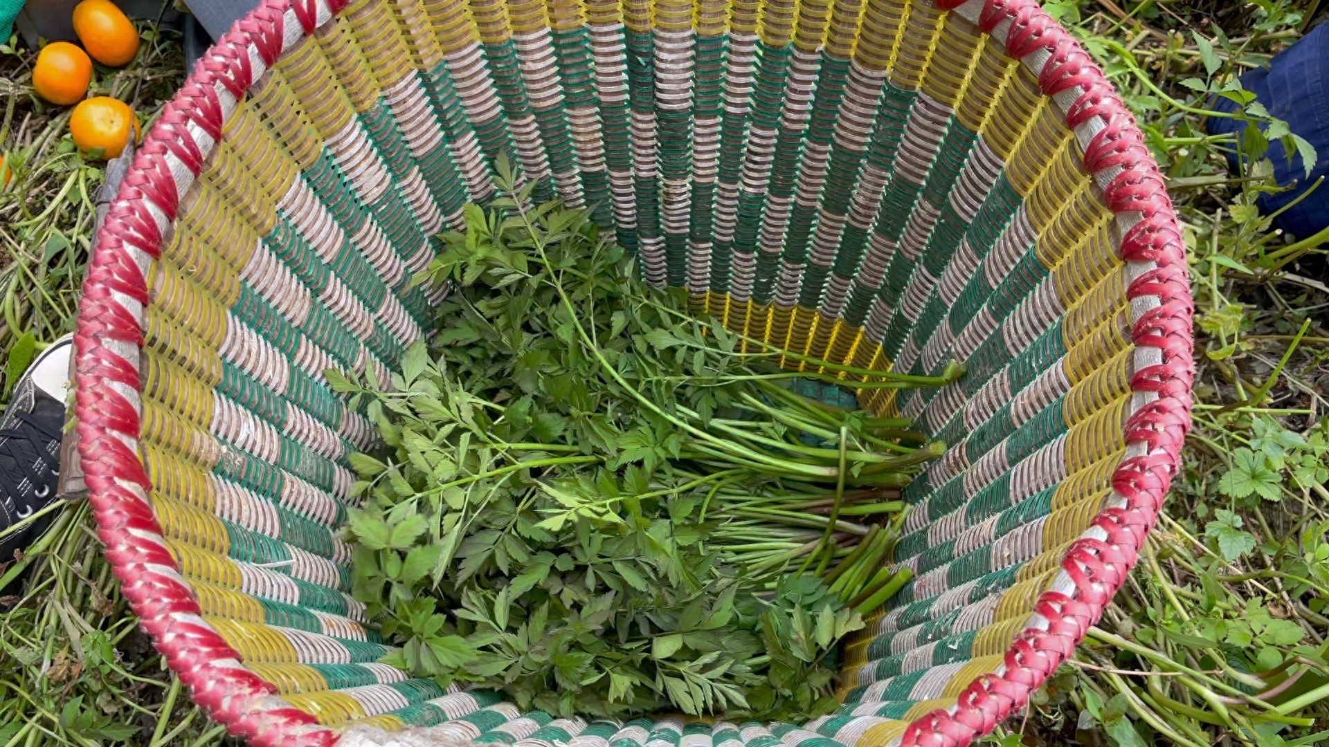 水芹菜，《诗经》中就有记载，有2000多年的食用历史，春季别错过