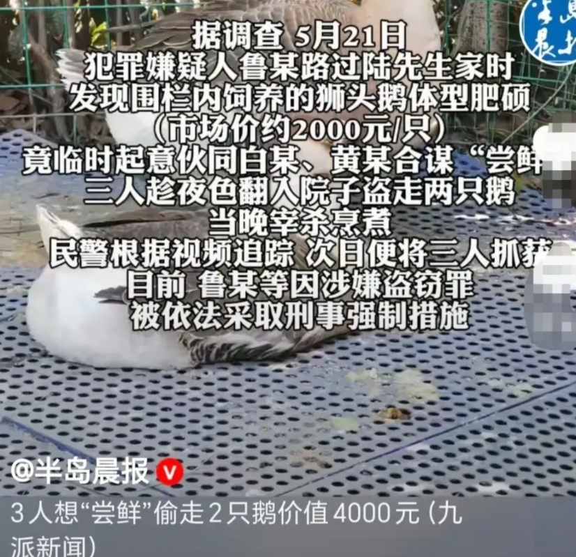 上海，鲁某、白某、黄某三人酒后嘴馋，瞅见陆先生家两只肥硕的狮头鹅，起了歪心思。趁