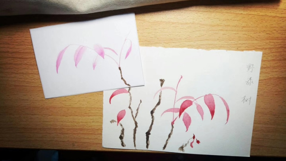 54 野漆树（绘画 水彩 果花甘06）