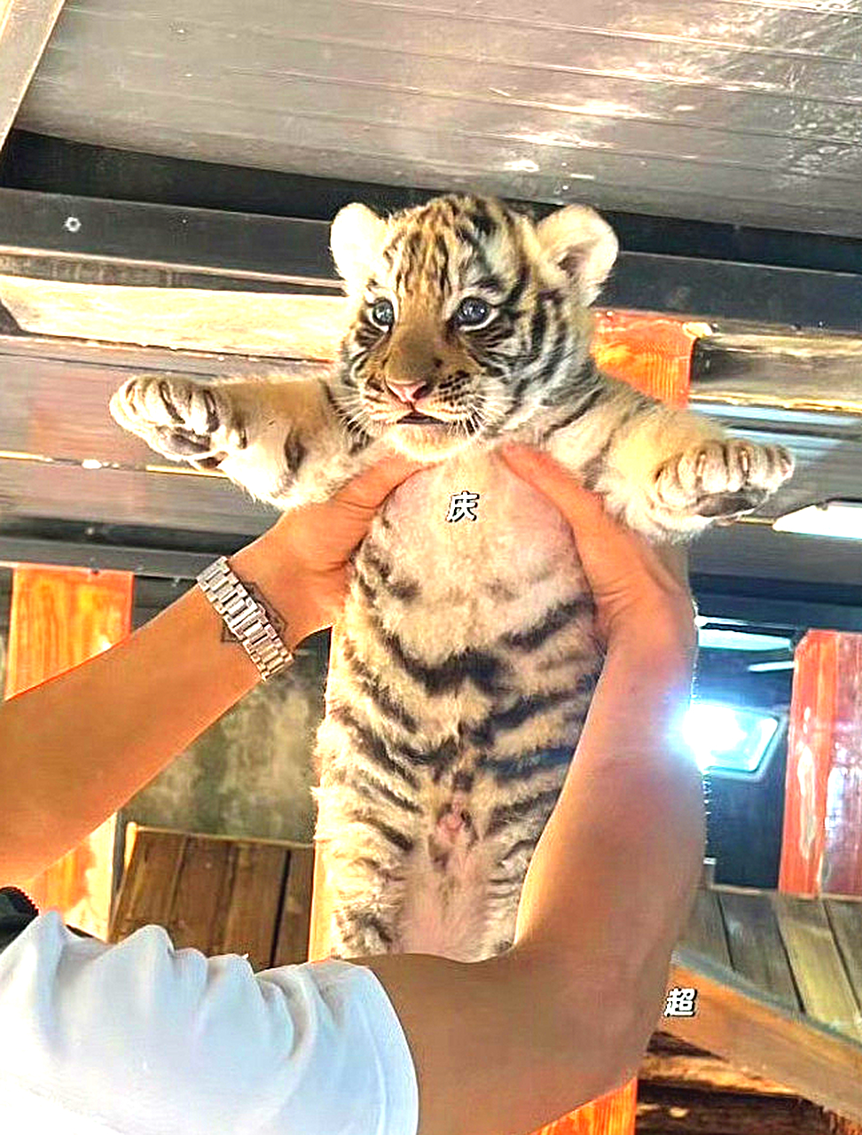 虽然都是猫科系的，但区别还是很大的