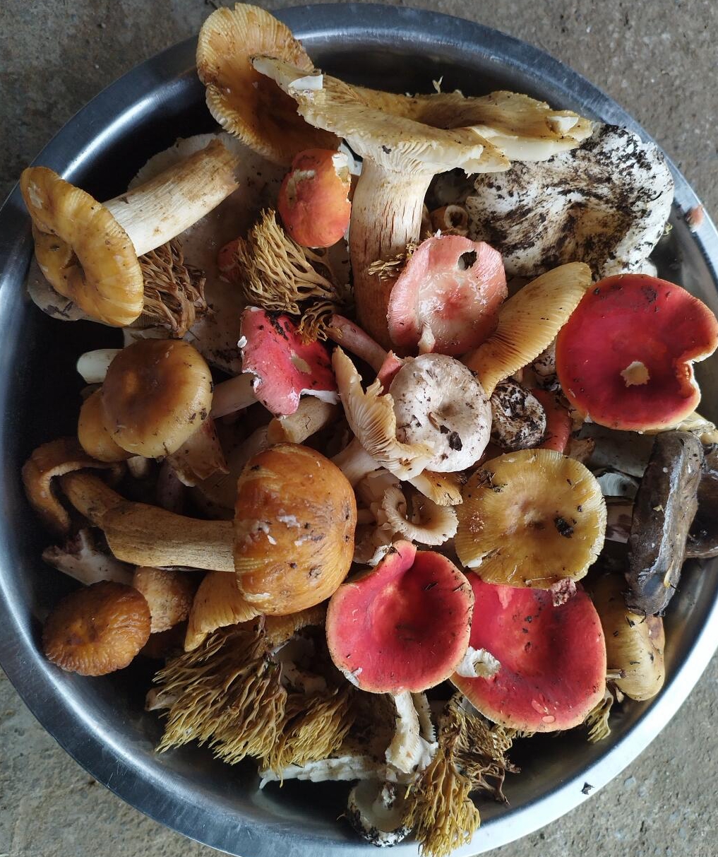 带齿齿的是什么菌