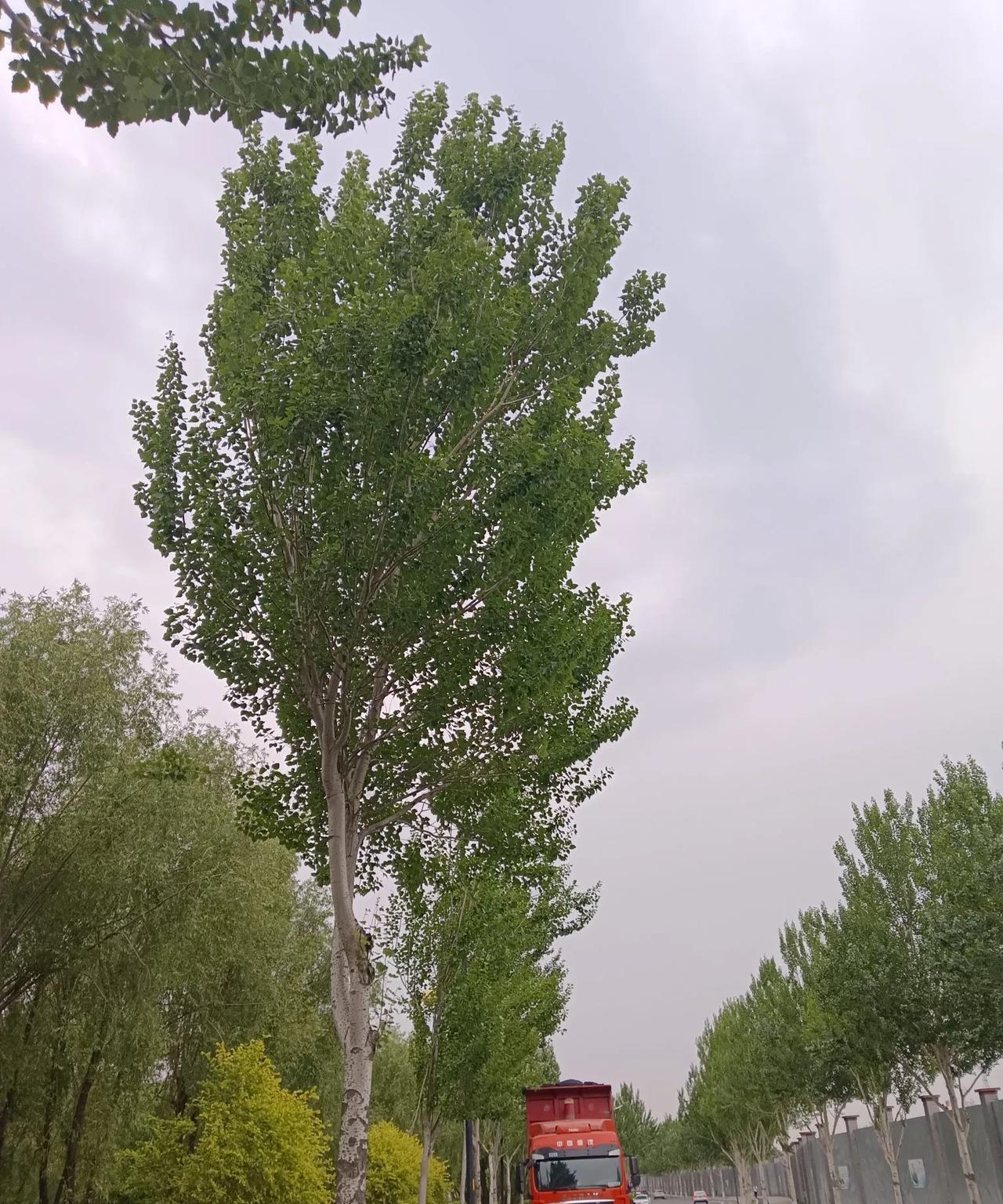 完了，坐轻轨回家，下车后走错路了，脑袋里面一直心思以前阅读量十几万，现在展现量不