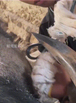 斗牛前的准备，原来牛角都要开，这么锋利不留后路啊！