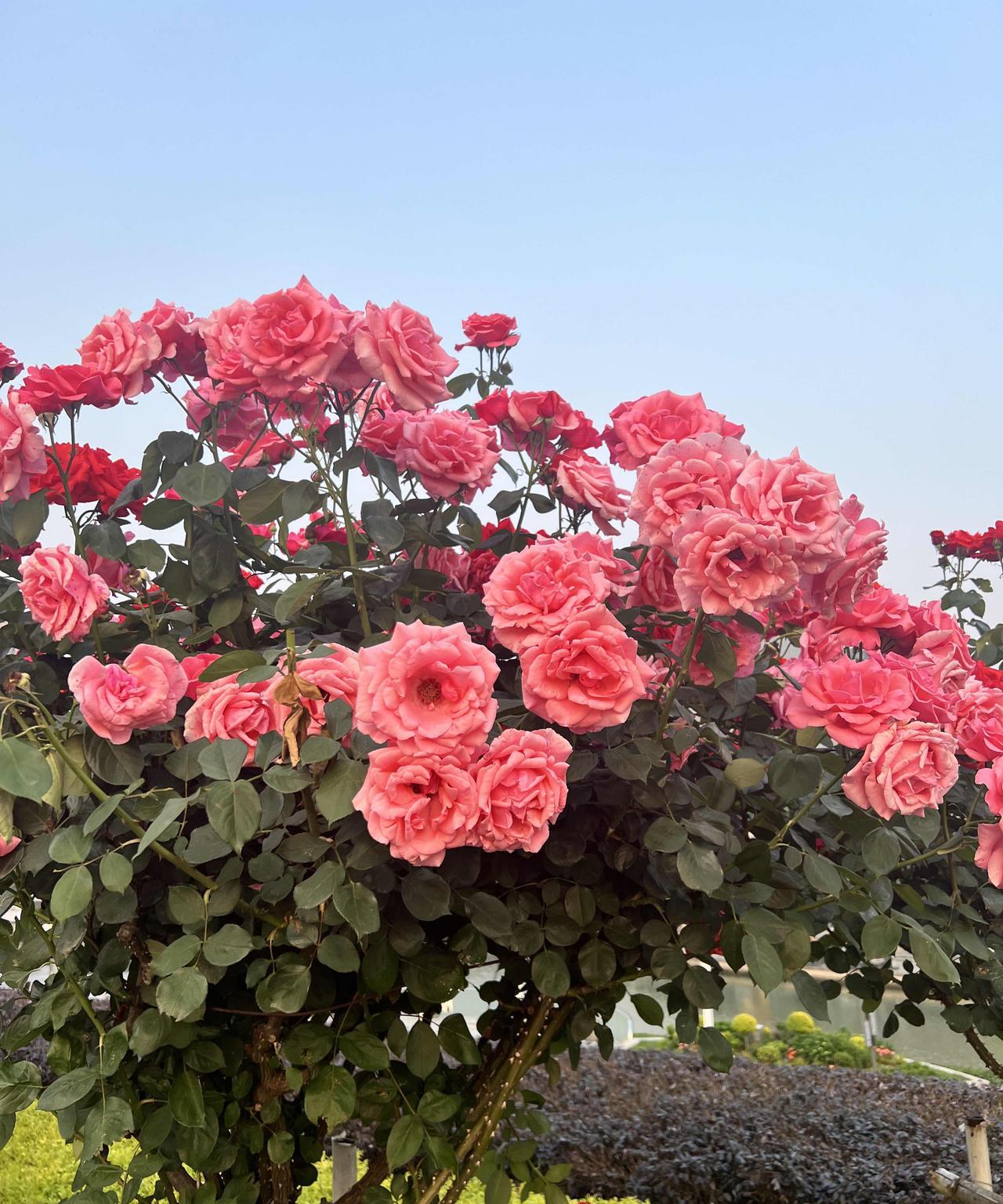 花红易衰似郎意,水流无限似侬愁。