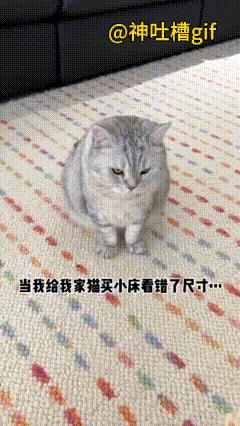 给猫咪买错床的尺寸：给我家猫咪买了一个小床，看错了尺寸，猫咪似乎在说：你咋给我买