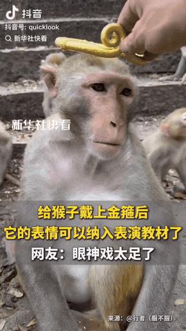 “戏太足了！”贵州，一男子将一只金箍给一只猴子戴上，想看看猴子戴上金箍后的反应，