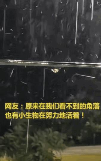 解释不清了！由于突降大雨，女子赶紧去关窗，不料，却发现窗户边有东西在动，仔细一看