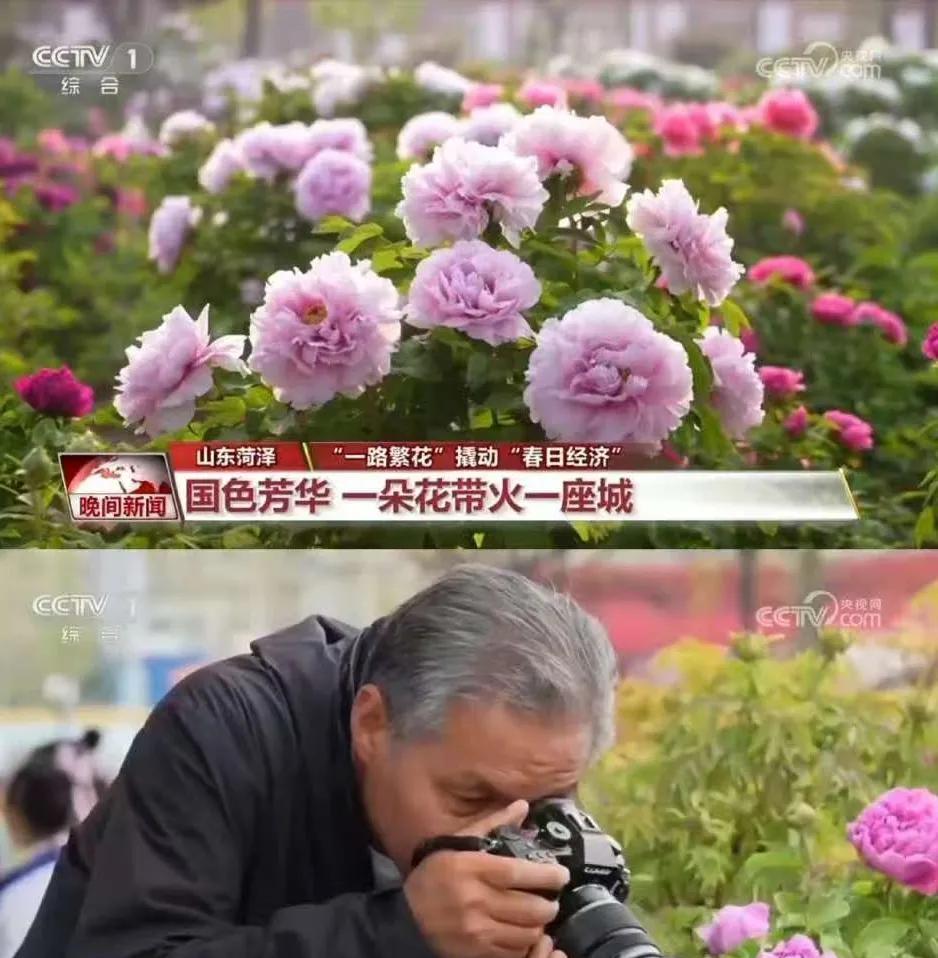 杨紫《国色芳华》登上CCTV新闻，一朵花带火一座城。刘亦菲的黄玫瑰带火了好多个城