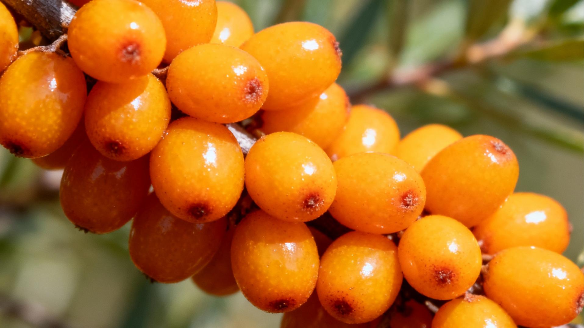 根植黄土，果酿琼浆：一杯沙棘汁的诞生记