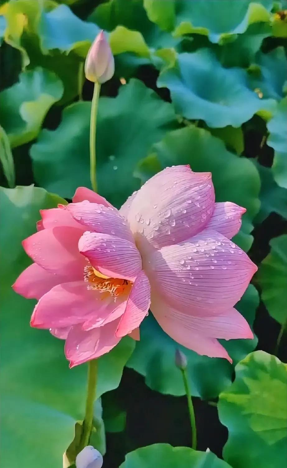 风过荷塘 涟漪是你
雨打残荷 泪痕是你
露凝粉瓣 清光是你
藕藏淤泥 心丝是你