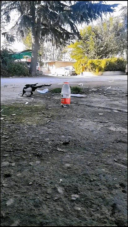 小鸟喝水，是不是小时候有老师教过！