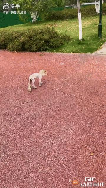一只流浪猫瘦得变了形，它在公园的人行道上艰难地走着。饥一顿饱一顿对它来说都是奢望