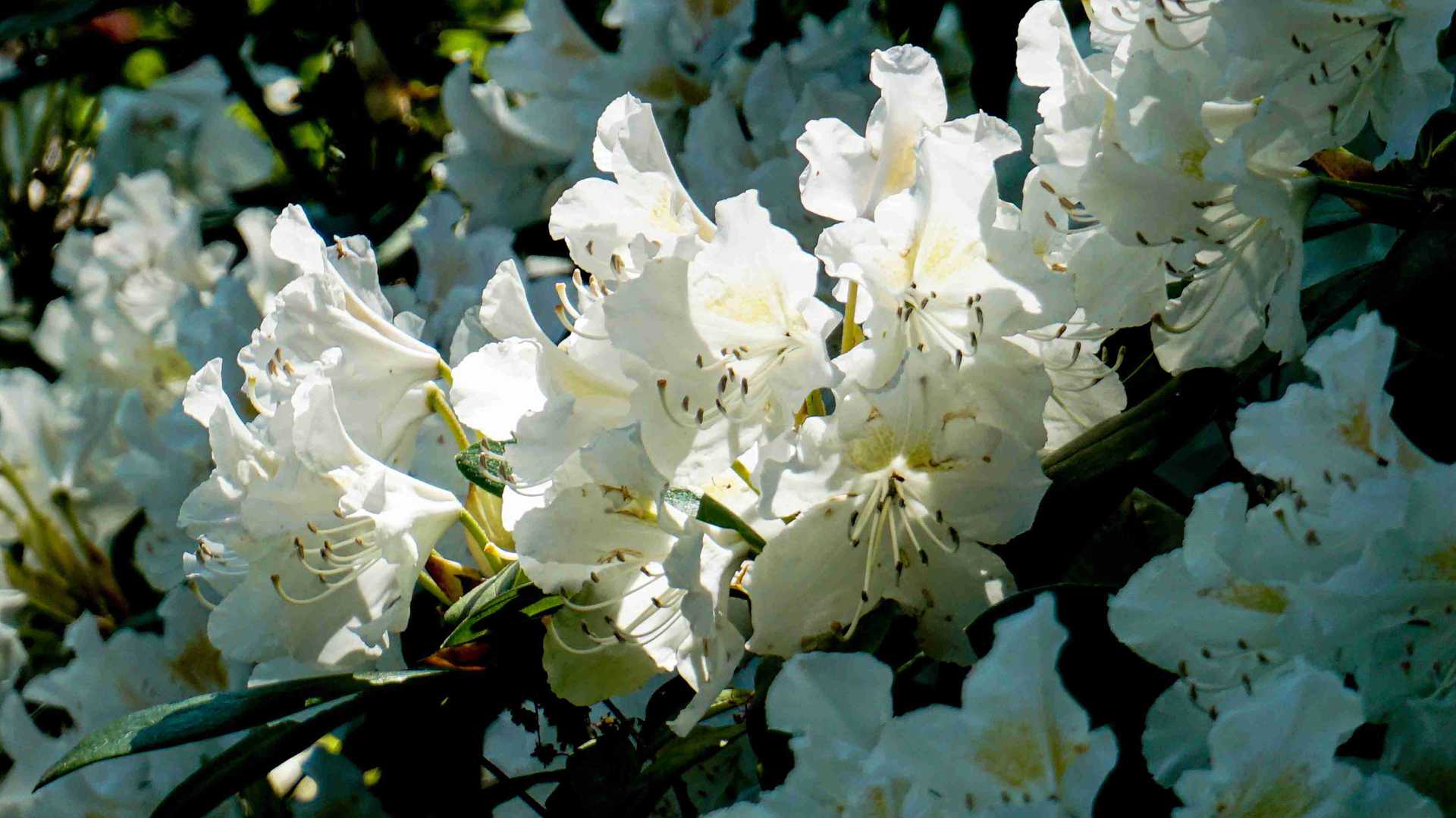 北方多肉铺面石清洗，两年矿物盐堆积处理，白霜消失术