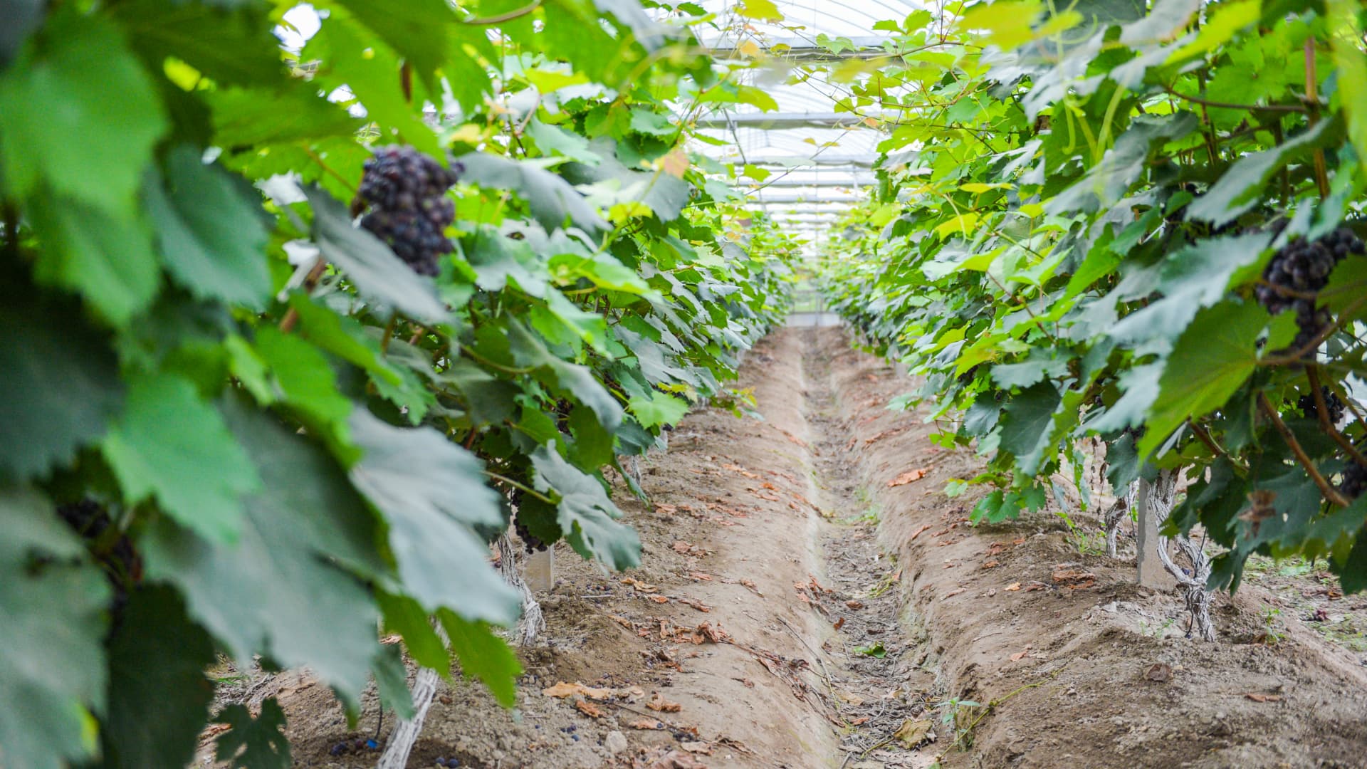 湿地雨水偏多，防涝排水有办法