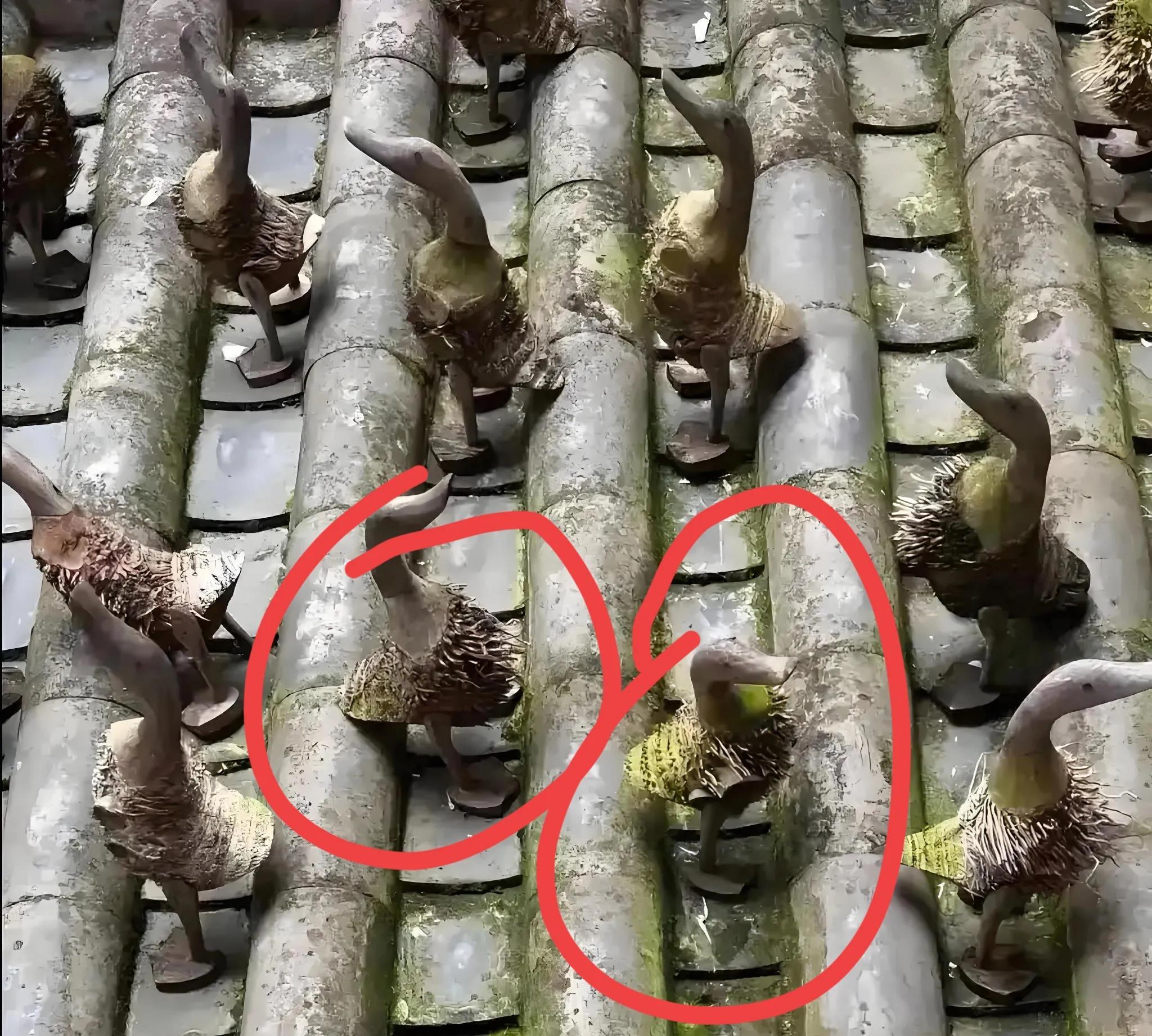 邻居家房顶上见到的。这是什么东西啊？放上面是干什么的呀？有没有见多识广的告诉我一