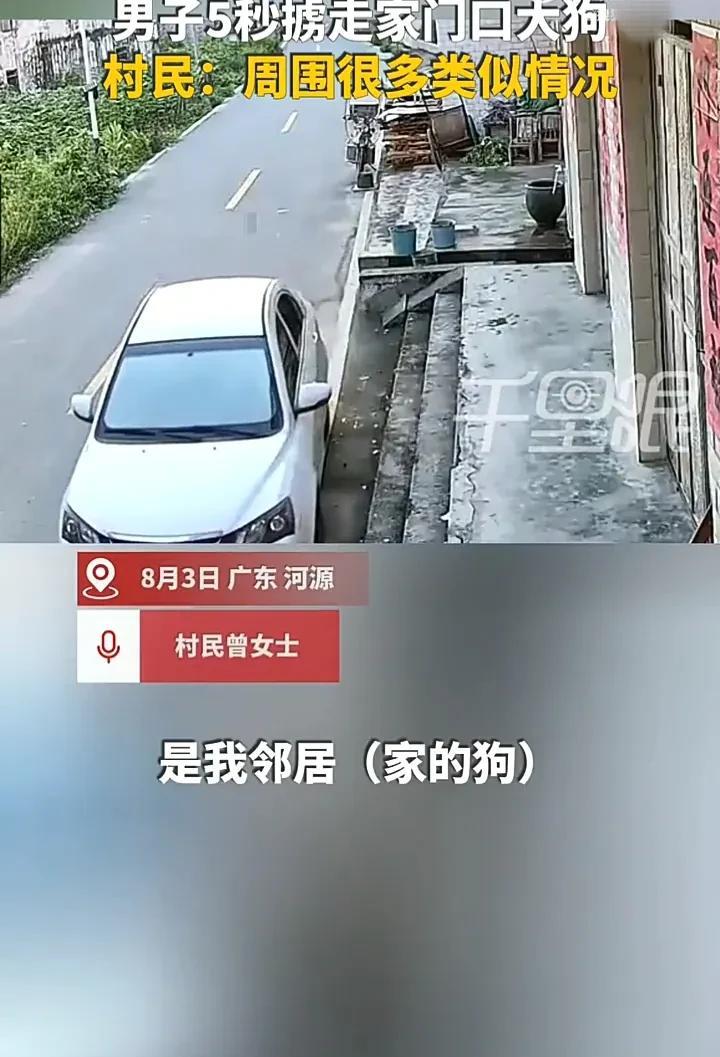 卑劣的偷狗贼！8月3日，广东河源一名女子发视频称，邻居家的小狗正坐在门口休息时，