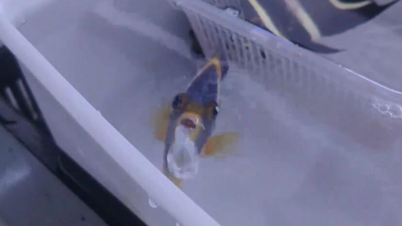 第一次见到鱼吐口水，还是一直吐，它到底是想要做什么？