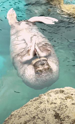 这是海狮还是海豹？[大笑]