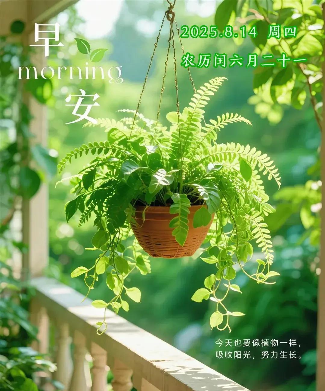 《好事近·晨景寄愿》
晨气透清新，涤尽倦尘烦屑。
且放恼愁身外，沐曦光清冽。
生