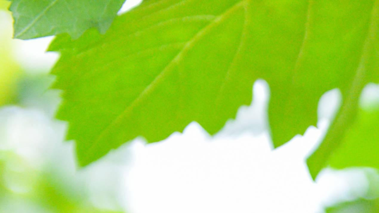 七天温差控制技巧，颠覆认知，高海拔寒冷地区，小麦抗寒高产秘籍 (10)