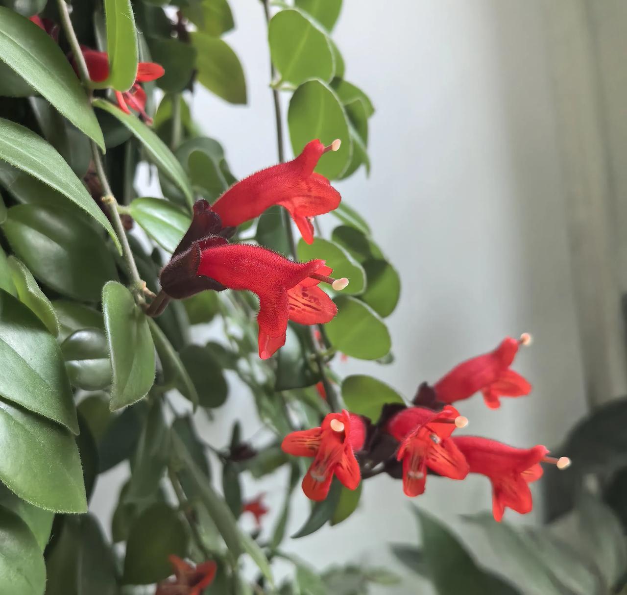 最近家里养的花开花了
说起来也挺神奇的
刚把它拿回家的时候
我每天给它浇水
给叶