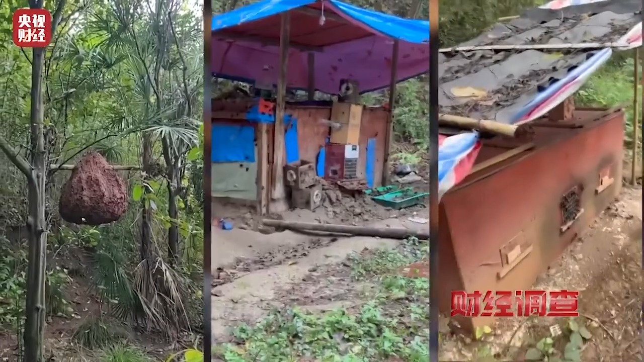 “杀人蜂”养殖利益链曝光：6666元包教包会，毒蜂泡酒治病竟是骗局