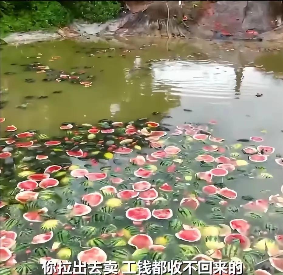 太可惜了！瓜农宁愿将熟了的西瓜扔进鱼塘里或烂在地里也不愿卖掉。
这是瓜农傻吗？不