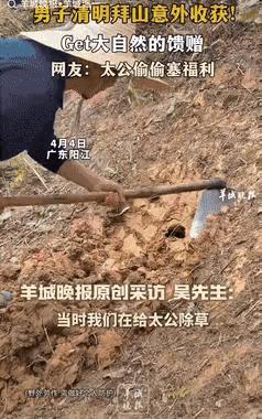 1、广东阳江的吴叔叔上山扫墓，结果被蜜蜂蜇了一口，意外发现了一个土洞，里面藏着蜂