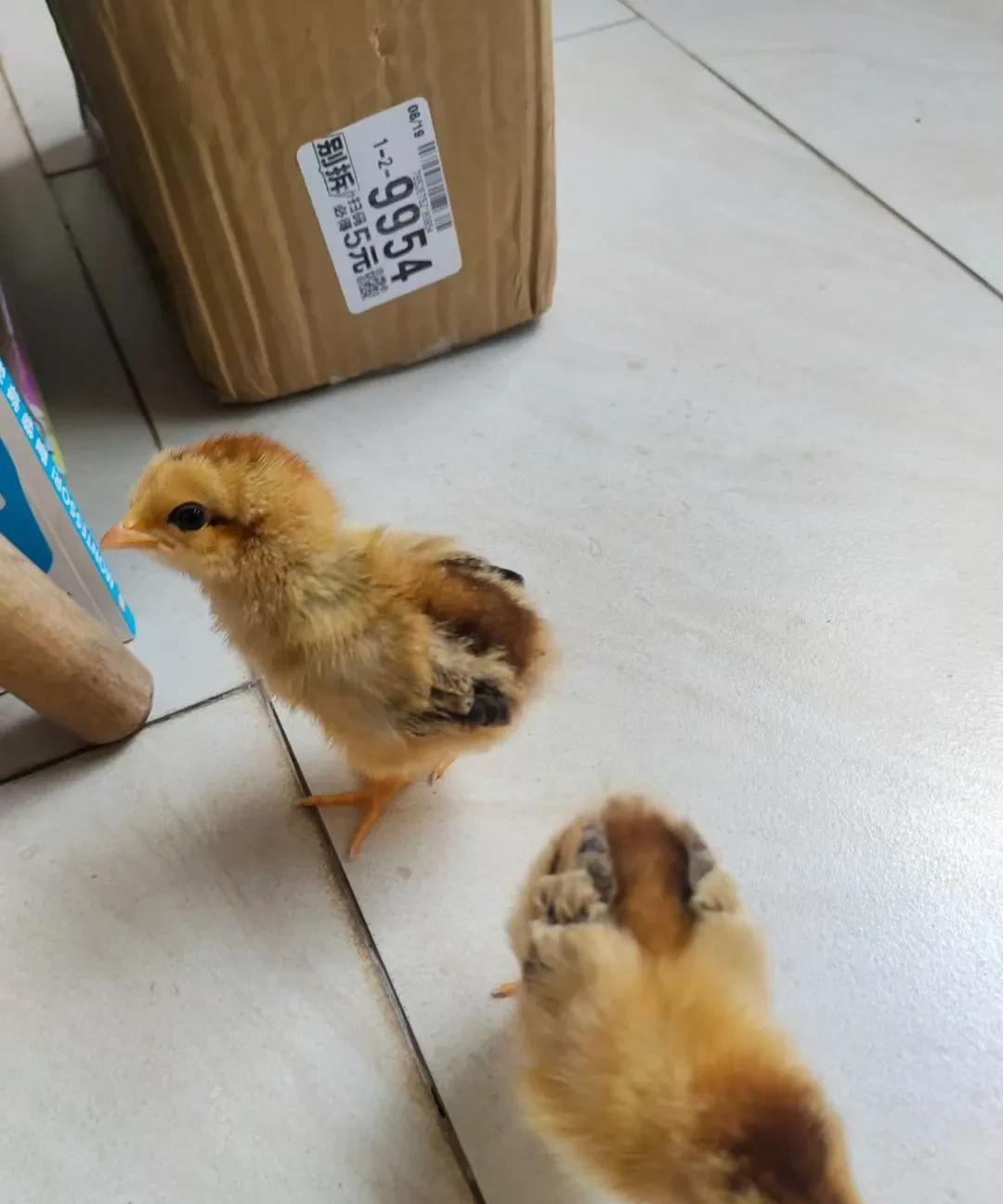 我要怎么样才能偷偷的把小鸡给丢掉？孩子很喜欢养这些小动物，本来只是养了小仓鼠和小