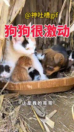 好奇的狗狗：小狗狗看到猫妈妈的家，马上欢快的跑到了窝里面，小狗狗逗了一下小猫咪，