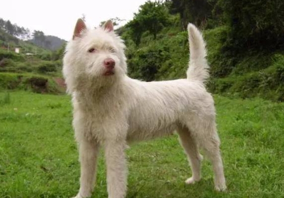 下司犬 