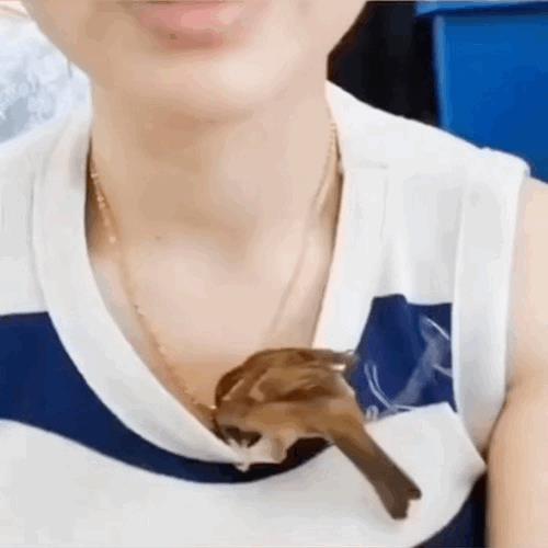 鸟：这地方暖和，搭个窝吧！[捂脸]
