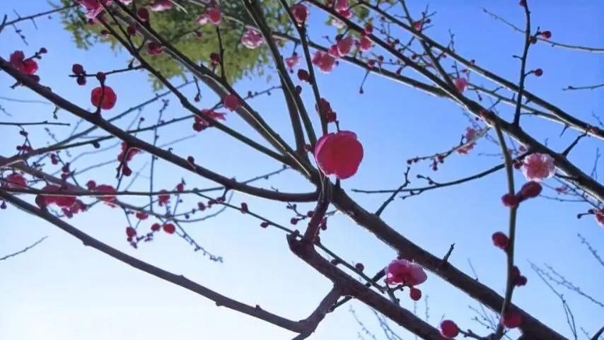 随笔：吃酒忘掉眼前事，做梦想起路边花