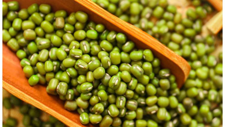 解锁兴县绿豆的种植密码：黄土高原孕育的绿色瑰宝