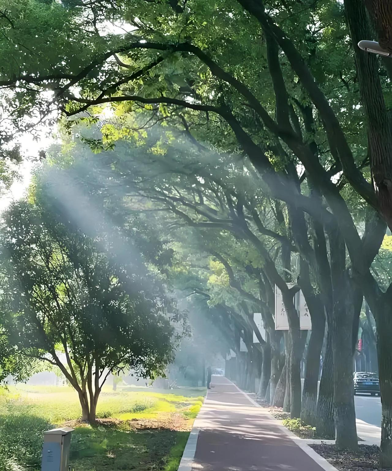 #分享一个你觉得很幸福的瞬间#藏在晨光里的幸福，晨光升起时，我和父母漫步在公园的